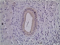 Invitrogen ERK1/ERK2 Monoclonal Antibody (3F8B3) 100 &mu;g; Unconjugated:Antibodies,
