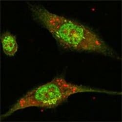 Invitrogen ERK2 Monoclonal Antibody (4C11) 100 &mu;g; Unconjugated:Antibodies,