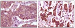 Invitrogen ERK2 Monoclonal Antibody (4C11) 100 &mu;g; Unconjugated:Antibodies,