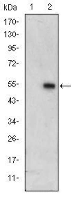 Invitrogen ERK3 Monoclonal Antibody (4E8) 100 &mu;L; Unconjugated:Antibodies,