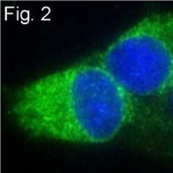 Invitrogen ERP29 Polyclonal Antibody 100 &mu;L; Unconjugated:Antibodies,