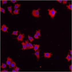 Invitrogen ERP29 Polyclonal Antibody 100 &mu;L; Unconjugated:Antibodies,