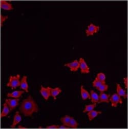 Invitrogen ERp57 Polyclonal Antibody 100 &mu;L; Unconjugated:Antibodies,