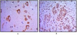 ETS1 Monoclonal Antibody (10D2), Invitrogen 100 &mu;L; Unconjugated:Antibodies,