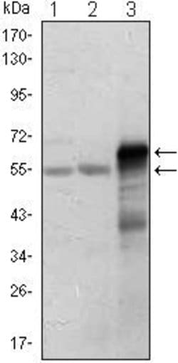 ETS1 Monoclonal Antibody (10D2), Invitrogen 100 &mu;L; Unconjugated:Antibodies,