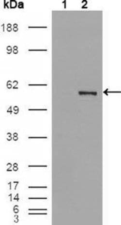 Invitrogen ETV4 Monoclonal Antibody (1A2G3) 100 &mu;L; Unconjugated:Antibodies,