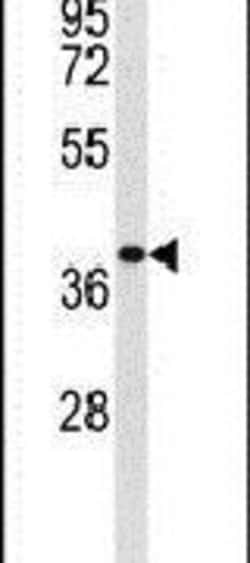 EXTL2 Rabbit anti-Human, Mouse, Polyclonal, Invitrogen 400 &mu;L; Unconjugated:Antibodies,