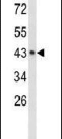 EXTL2 Rabbit anti-Human, Mouse, Polyclonal, Invitrogen 400 &mu;L; Unconjugated:Antibodies,