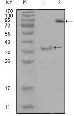 Invitrogen EphA4 Monoclonal Antibody (6C1B6) 100 &mu;L; Unconjugated:Antibodies,