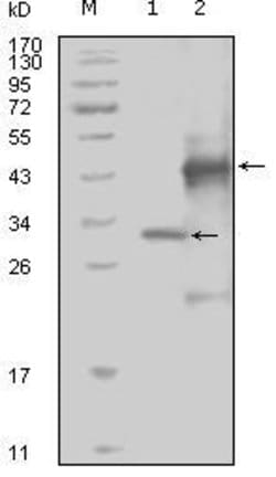 Invitrogen EphA4 Monoclonal Antibody (7D3D4) 100 &mu;L; Unconjugated:Antibodies,