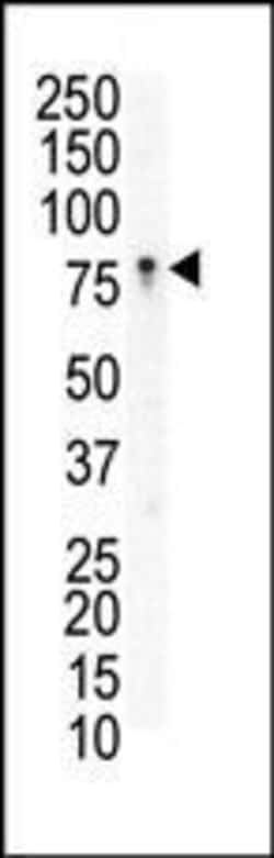 EphB3 Rabbit anti-Human, Polyclonal, Invitrogen 400 &mu;L; Unconjugated:Antibodies,
