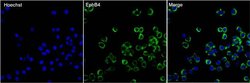 Invitrogen EphB4 Monoclonal Antibody (3D7F8) 100 &mu;g; Unconjugated:Anticuerpos