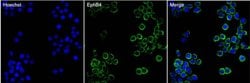 Invitrogen EphB4 Monoclonal Antibody (3D7G8) 100 &mu;g; Unconjugated:Antibodies,
