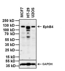 Invitrogen EphB4 Monoclonal Antibody (3D7G8) 100 &mu;g; Unconjugated:Antibodies,