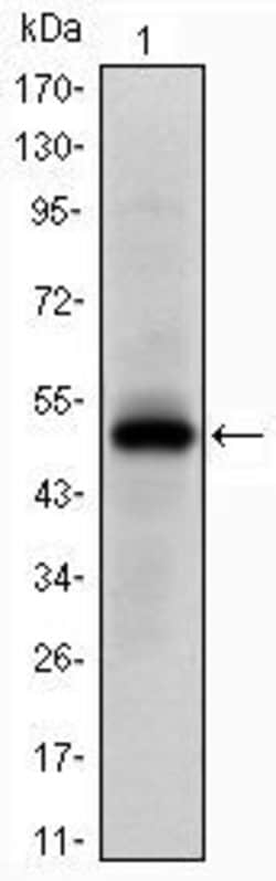Invitrogen EphA10 Monoclonal Antibody (2E8) 100 &mu;L; Unconjugated:Antibodies,