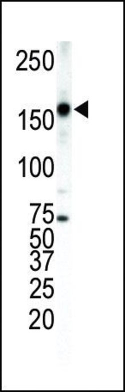 ErbB4 Rabbit anti-Human, Polyclonal, Invitrogen 400 &mu;L; Unconjugated:Antibodies,
