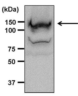 Invitrogen ERK5 Polyclonal Antibody 100 &mu;L; Unconjugated:Antibodies,