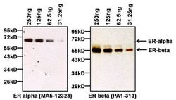 Estrogen Receptor alpha Monoclonal Antibody (AER314), Invitrogen 500 &mu;L;