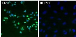 Invitrogen Estrogen Receptor alpha Monoclonal Antibody (SP1) 500 &mu;L;