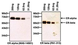 Invitrogen Estrogen Receptor alpha Monoclonal Antibody (SP1) 500 &mu;L;
