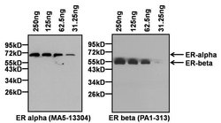 Estrogen Receptor alpha Monoclonal Antibody (6F11), Invitrogen 500 &mu;L;