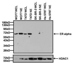 Estrogen Receptor alpha Monoclonal Antibody (6F11), Invitrogen 500 &mu;L;