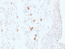 Invitrogen F4/80 Monoclonal Antibody (SP115) 500 &mu;L | Buy Online | Invitrogen&trade; | Fisher Scientific
