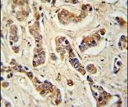 FAM20A Polyclonal Antibody, Invitrogen 400 μL; Unconjugated:Antibodies,