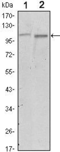 Invitrogen FAK Monoclonal Antibody (10H7) 100 &mu;L; Unconjugated:Antibodies,