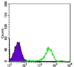 FAK Monoclonal Antibody (10H7E9):Antibodies, Monoclonal