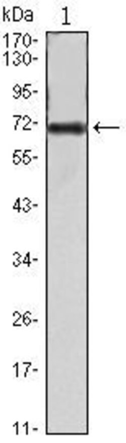 FAK Monoclonal Antibody (10H7E9):Antibodies, Monoclonal