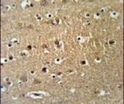 FAM40A Polyclonal Antibody, Invitrogen 400 &mu;L; Unconjugated:Antibodies,
