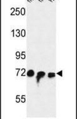 FAM40A Polyclonal Antibody, Invitrogen 400 &mu;L; Unconjugated:Antibodies,