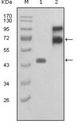 Invitrogen Fibulin 2 Monoclonal Antibody (7H4F6/3B9A11) 100 &mu;L; Unconjugated:Antibodies,