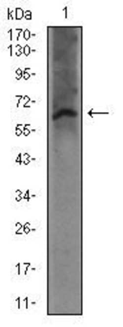 Invitrogen FceR1 alpha Monoclonal Antibody (1F2A9) 100 &mu;g; Unconjugated:Antibodies,