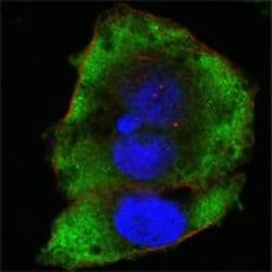 Invitrogen FER Monoclonal Antibody (5D2C4) 100 &mu;L; Unconjugated:Antibodies,