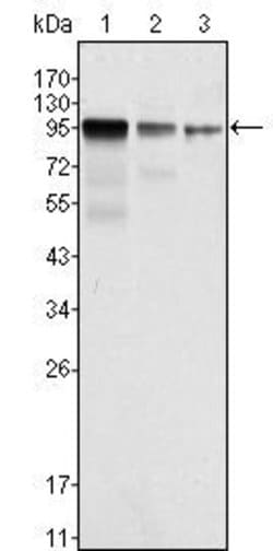 Invitrogen FER Monoclonal Antibody (5D2C4) 100 &mu;L; Unconjugated:Antibodies,