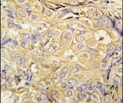 FGF10 Polyclonal Antibody, Invitrogen 400 &mu;L; Unconjugated:Antibodies,