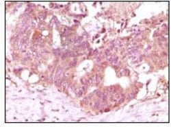 Invitrogen FGF2 Monoclonal Antibody (2H5G2C11) 100 &mu;L; Unconjugated:Antibodies,
