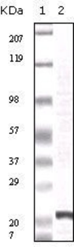 Invitrogen FGF2 Monoclonal Antibody (2H5G2C11) 100 &mu;L; Unconjugated:Antibodies,