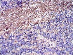 Invitrogen Fibrinogen gamma Monoclonal Antibody (4H9) 100 &mu;L; Unconjugated:Antibodies,