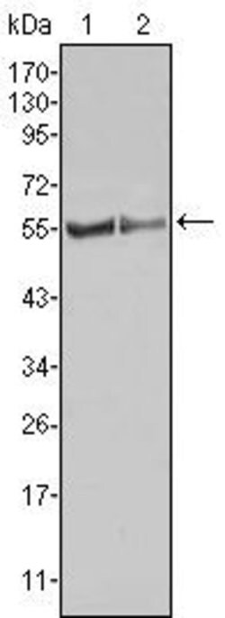 Invitrogen FGR Monoclonal Antibody (6G2) 100 &mu;L; Unconjugated:Antibodies,