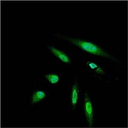 Invitrogen&trade;&nbsp;DYKDDDDK Tag Monoclonal Antibody (L5), Alexa Fluor&trade; 488