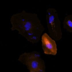 Invitrogen DYKDDDDK Tag Monoclonal Antibody (L5), Alexa Fluor 555 50 &mu;L;