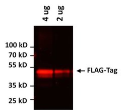Invitrogen DYKDDDDK Tag Monoclonal Antibody (L5), Alexa Fluor 555 50 &mu;L;
