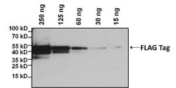Invitrogen DYKDDDDK Tag Monoclonal Antibody (FG4R), Biotin 50 &mu;L; Biotin:Antibodies,
