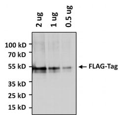 Invitrogen&trade;&nbsp;DYKDDDDK Tag Polyclonal Antibody, HRP