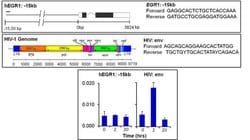 Invitrogen FLI1 Monoclonal Antibody (7.3) 100 &mu;L; Unconjugated:Antibodies,