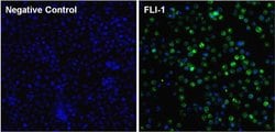 Invitrogen FLI1 Monoclonal Antibody (7.3) 100 &mu;L; Unconjugated:Antibodies,