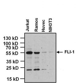 Invitrogen FLI1 Monoclonal Antibody (7.3) 100 &mu;L; Unconjugated:Antibodies,